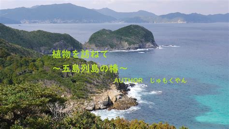 大椿樹|植物を訪ねて ～五島列島の椿～